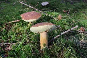 boletus ferrugineus (4) (1200 x 800)1